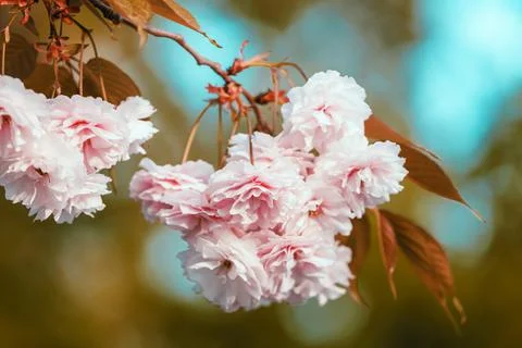 Cherry blossoms close up Stock Photos