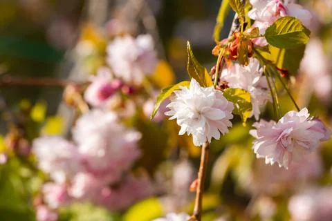 Cherry blossoms close up Foto stock