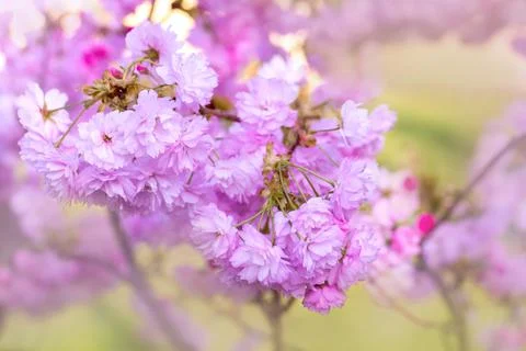 Cherry blossoms close up Stock Photos