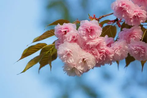 Cherry blossoms close up Foto stock