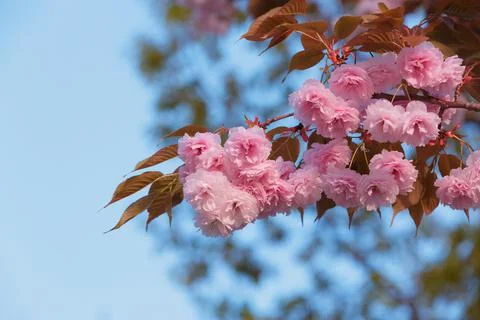 Cherry blossoms close up Stock Photos