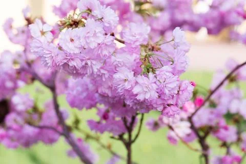 Cherry blossoms close up Stock Photos