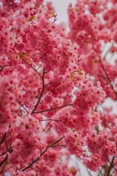 Cherry blossoms close -up Stock Photos