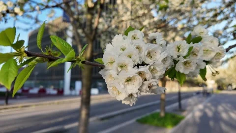 Cherry Blossoms Close up for Spring Hanami Festival Stock Footage 273857303