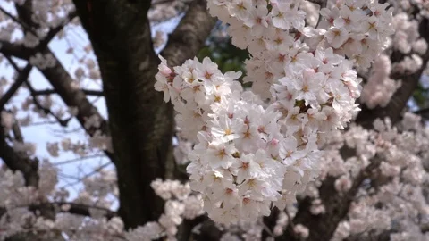 Cherry blossoms close up in spring in Japan Stock Footage 118384160