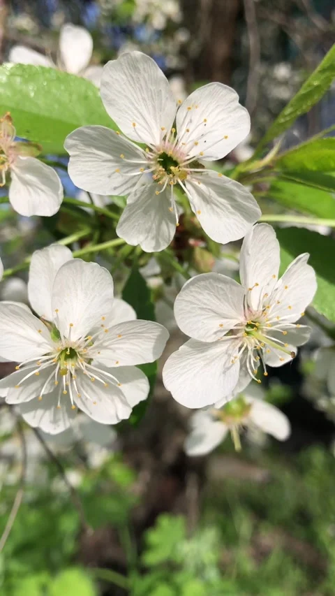Cherry blossoms, close-up, vertical video Stock Footage 335406023