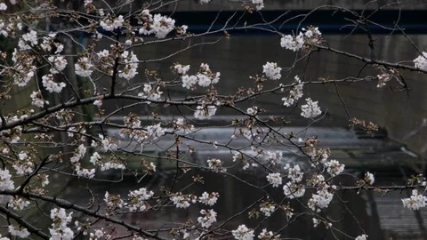 Cherry Blossoms Close Up View Stock Footage 105233391