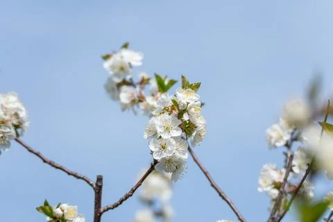 Cherry blossoms close view in spring Foto stock