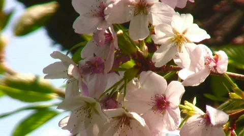 Cherry blossoms (closeup) Stock Footage 361083