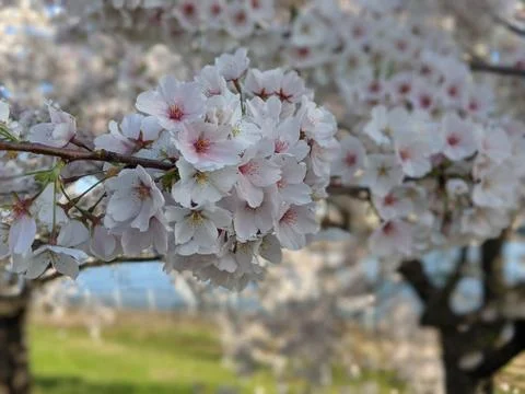 Cherry blossoms closeup 스톡 사진