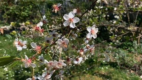 Cherry blossoms in closeup on a tree Stock Footage 107514897