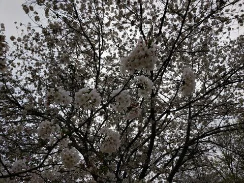 Cherry Blossoms on a Cloudy Day Stock Photos