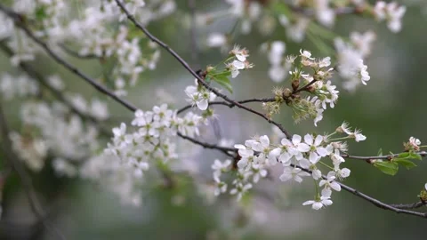 Cherry blossoms on a cloudy day.Flovers. Stock Footage 130176821