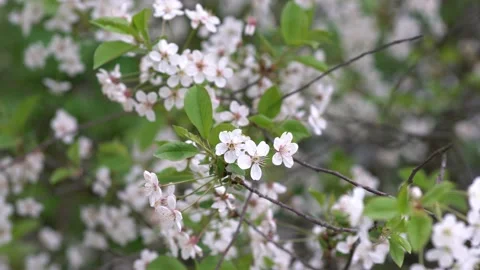 Cherry blossoms on a cloudy day.Flovers. Stock Footage 130176912