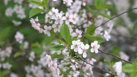 Cherry blossoms on a cloudy day.Flovers. Stock Footage 130177042