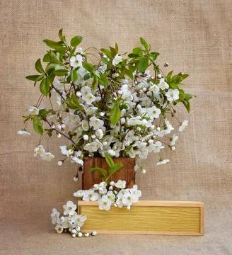 Cherry blossoms. Composition in a rustic style./ Hello, spring / Stock Photos