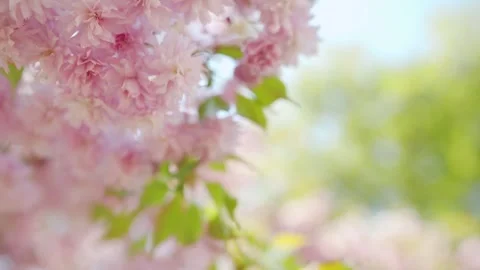 Cherry Blossoms Concept Stock Footage 297879333
