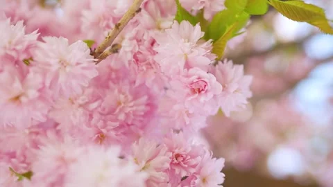 Cherry Blossoms Concept Stock Footage 300594724