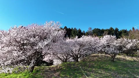 Cherry Blossoms | Contrail | Blue Sky | Spring - 4K Aerial Video Stock Footage 333200109