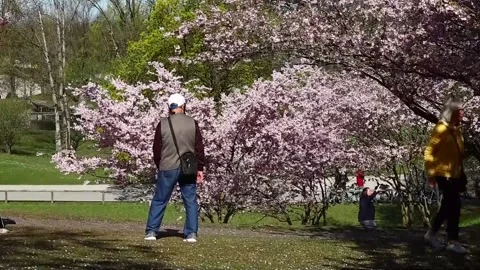 Cherry blossoms cover parks in Munich, Múnich, DE - 07 Apr 2026 Stock Footage 332299663