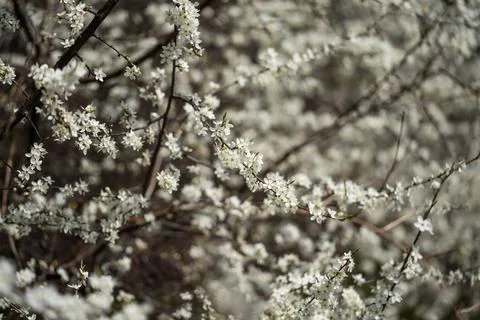 Cherry blossoms covered tree branches, incredible wildlife Stock Photos