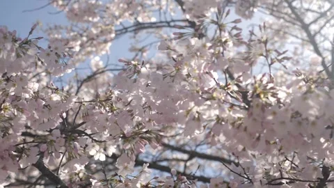 Cherry blossoms create serenity Stock Footage 311944295