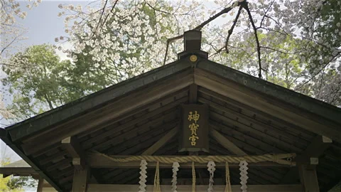 Cherry blossoms create a stunning backdrop for an ancient shrine located in Stock Footage 311014015