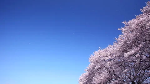 Cherry Blossoms Dancing in the Blue Sky Video stock 332183285