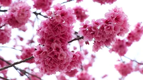 Cherry Blossoms Dancing In The Wind Vídeos de archivo 165043712