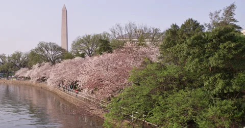 Cherry Blossoms DC Washington Monument 库存影片 34928414