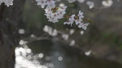 Cherry Blossoms with Defocused Stream in Background (TILT DOWN | Rack Focusing) Stock Footage 312007209