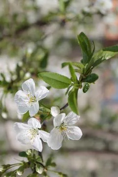 Cherry blossoms in different angles close up Stockfoto's