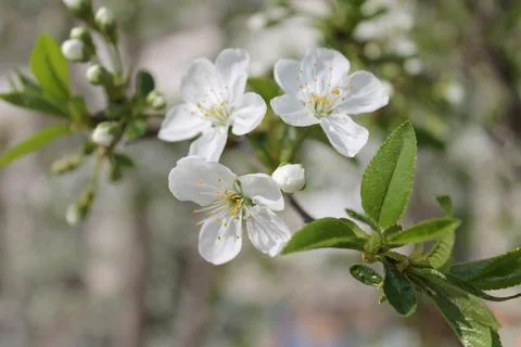Cherry blossoms in different angles close up Stockfoto's