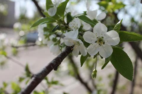 Cherry blossoms in different angles close up Stockfoto's