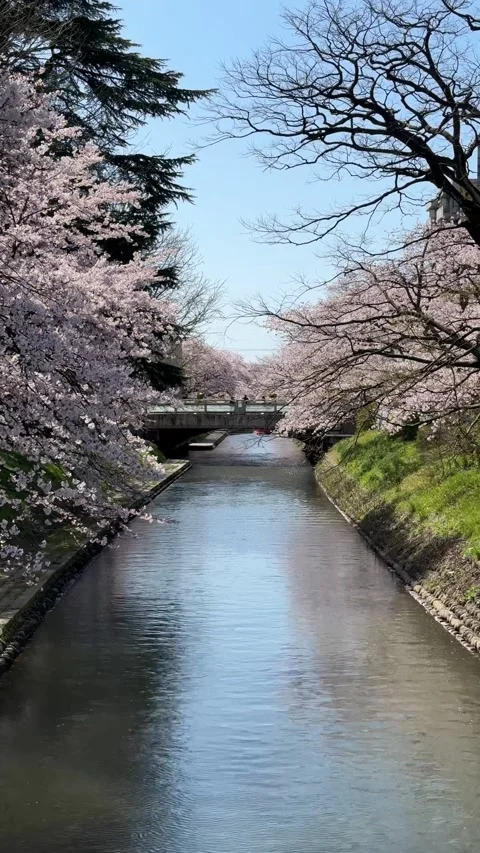 Cherry blossoms on display at Jinzu River Stock Footage 278123520