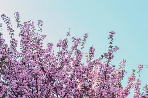 Cherry blossoms that do into the sky.Blackground Stock Photos