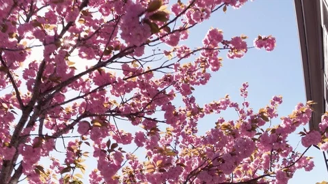 Cherry Blossoms Downtown, Dolly Close Up, Nantucket Stock Footage 87982564