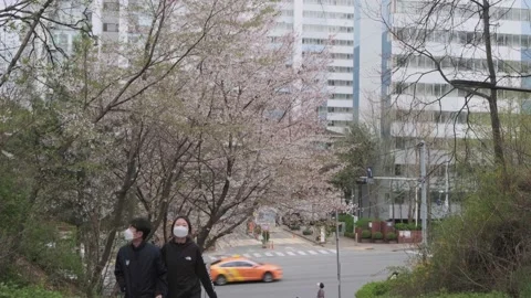 Cherry Blossoms during Covid-19 Stock Footage 151643300