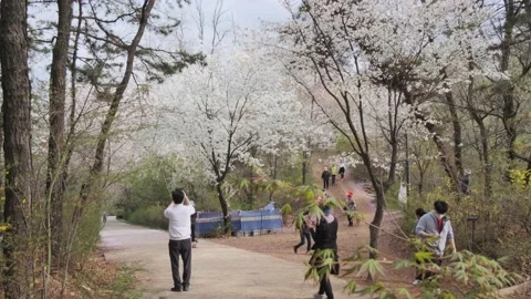 Cherry Blossoms during Covid-19 Stock Footage 151643305
