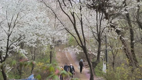 Cherry Blossoms during Covid-19 Stock Footage 151643311