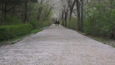 Cherry Blossoms during Covid-19 Stock Footage 151643315