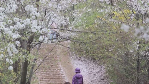 Cherry Blossoms during Covid-19 Stock Footage 151643348
