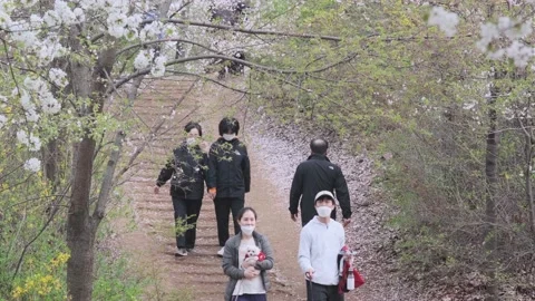 Cherry Blossoms during Covid-19 Stock Footage 151643350