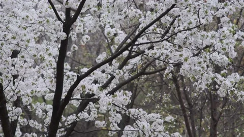 Cherry Blossoms during Covid-19 Stock Footage 151643441