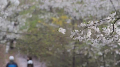 Cherry Blossoms during Covid-19 Stock Footage 151643449
