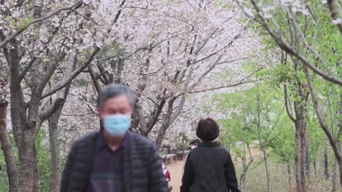 Cherry Blossoms during Covid-19 Stock Footage 151643459