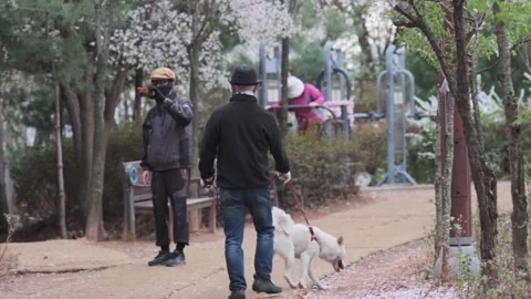 Cherry Blossoms during Covid-19 Stock Footage 151643481