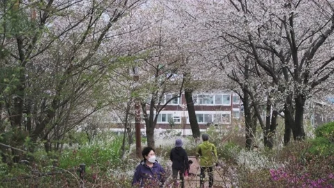 Cherry Blossoms during Covid-19 Stock Footage 151643495