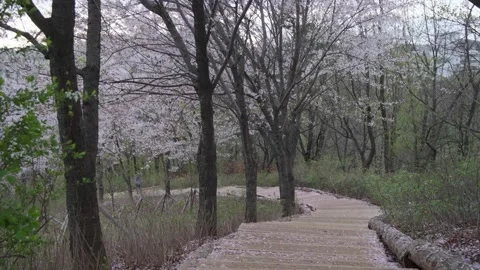 Cherry Blossoms during Covid-19 Stock Footage 151643514