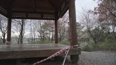 Cherry Blossoms during Covid-19 Stock Footage 151643538